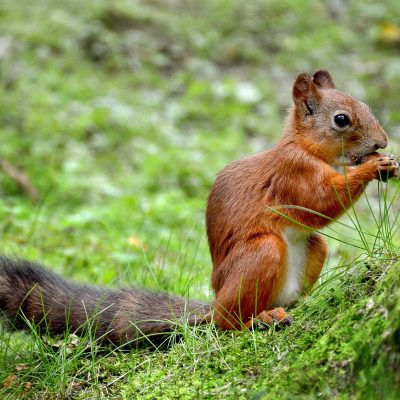 un écureuil à Peterhof